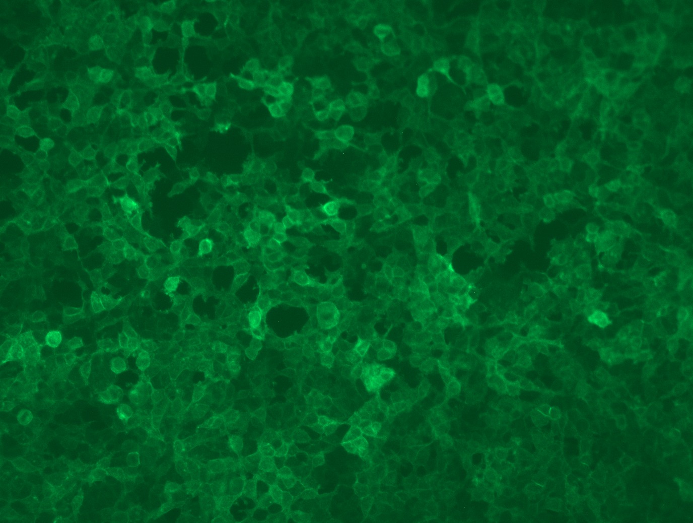 RC204646L3 was used to prepare Lentiviral particles using TR30037 packaging kit. HEK293T cells were transduced with RC204646L3V particle to overexpress human MS4A4A-Myc-DDK fusion protein.