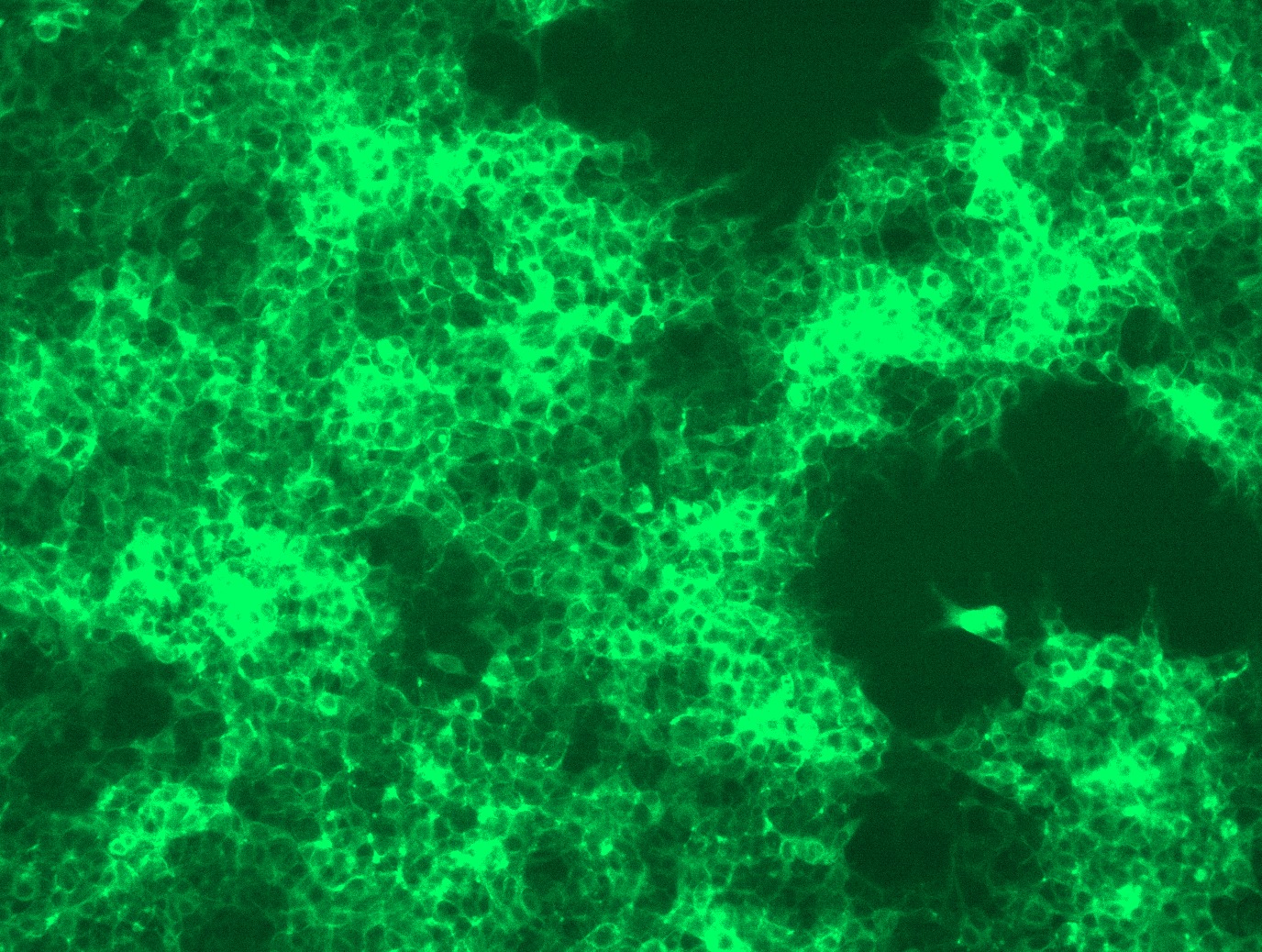 RC207487L2 was used to prepare Lentiviral particles using TR30037 packaging kit. HEK293T cells were transduced with RC207487L2V particle to overexpress human FCGR1A-mGFP fusion protein.