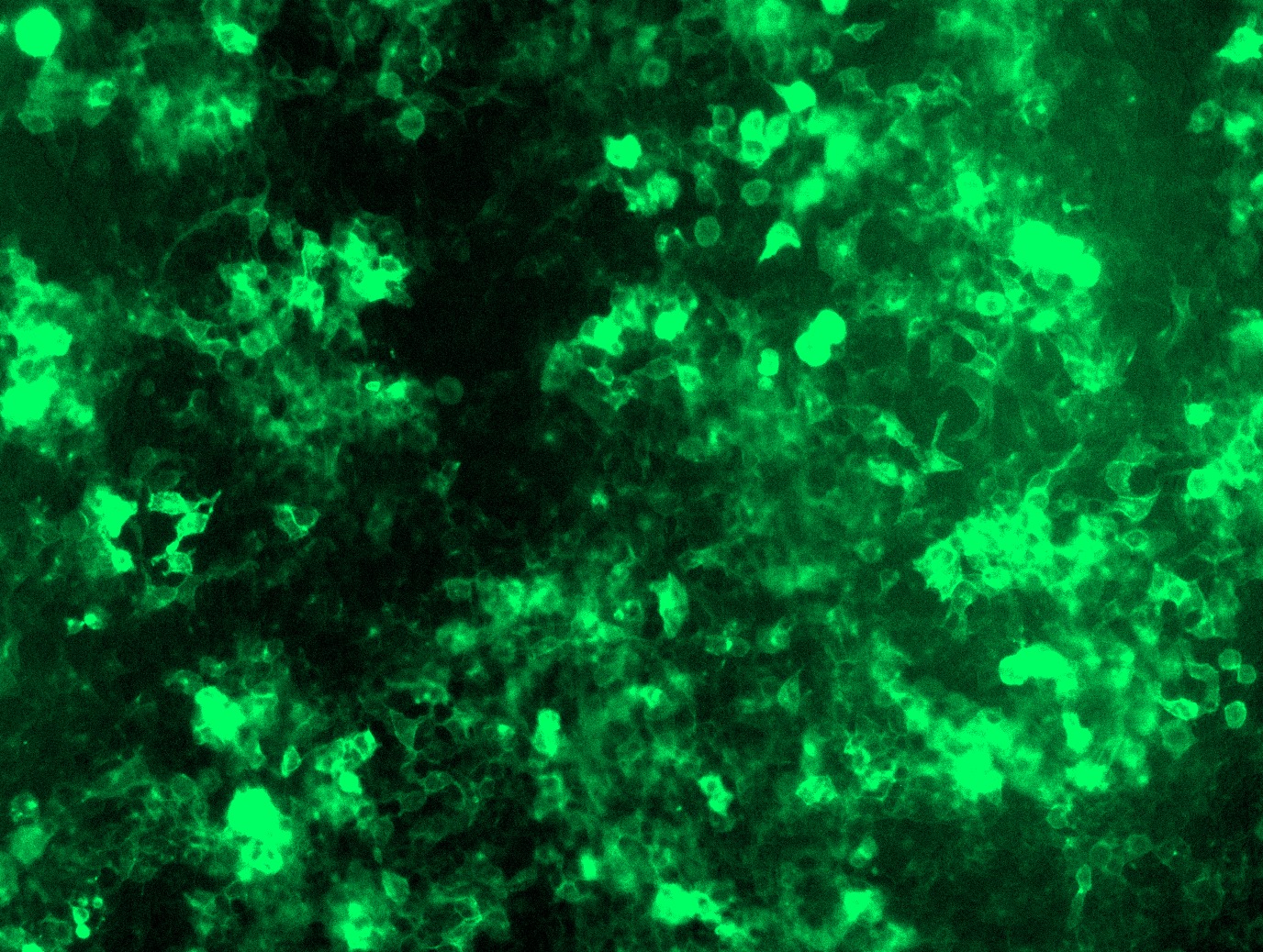 RC208442L2 was used to prepare Lentiviral particles using TR30037 packaging kit. HEK293T cells were transduced with RC208442L2V particle to overexpress human ACE2-mGFP fusion protein.