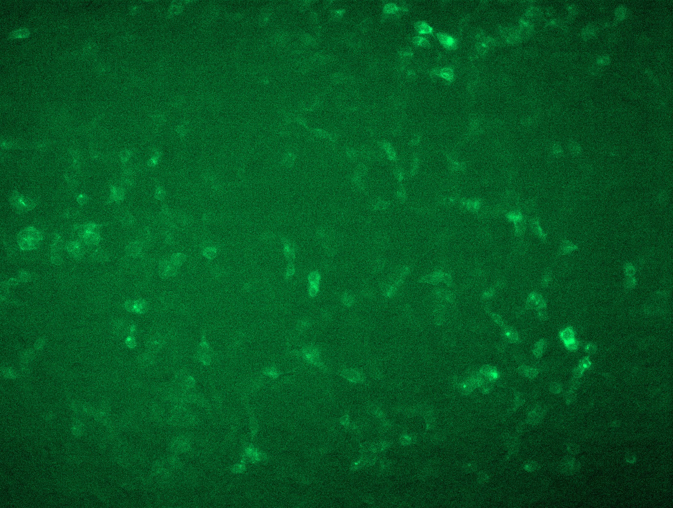 RC208442L4 was used to prepare Lentiviral particles using TR30037 packaging kit. HEK293T cells were transduced with RC208442L4V particle to overexpress human ACE2-mGFP fusion protein.