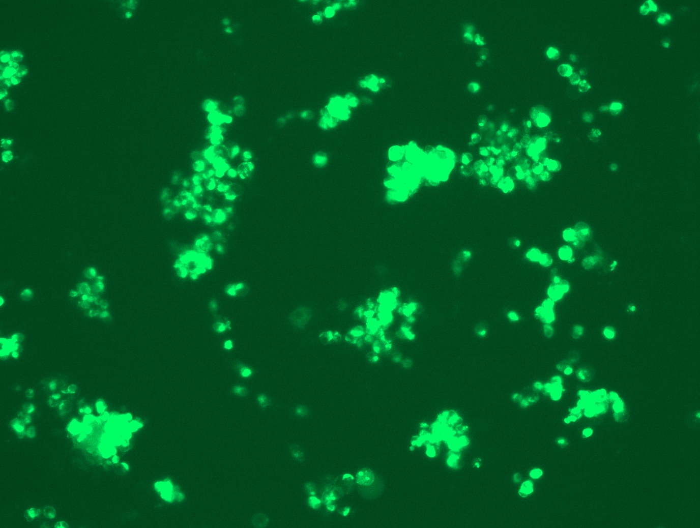 RC208851L4 was used to prepare Lentiviral particles using TR30037 packaging kit. HEK293T cells were transduced with RC208851L4V particle to overexpress human TNFRSF17-mGFP fusion protein.