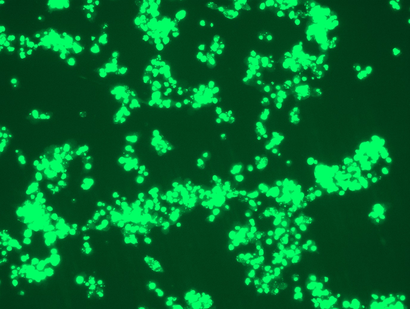 <a href = "https://www.origene.com/catalog/cdna-clones/expression-plasmids/rc209245l2-irakm-irak3-nm-007199-human-tagged-lenti-orf-clone" title="RC209245L2" class="">RC209245L2</a> was used to prepare Lentiviral particles using <a href = "https://www.origene.com/catalog/others/lentiviral-packaging-kits/tr30037-lentiviral-packaging-kits" title="TR30037" class="">TR30037</a> packaging kit. HEK293T cells were transduced with RC209245L2V particle to overexpress human IRAK3-mGFP fusion protein.