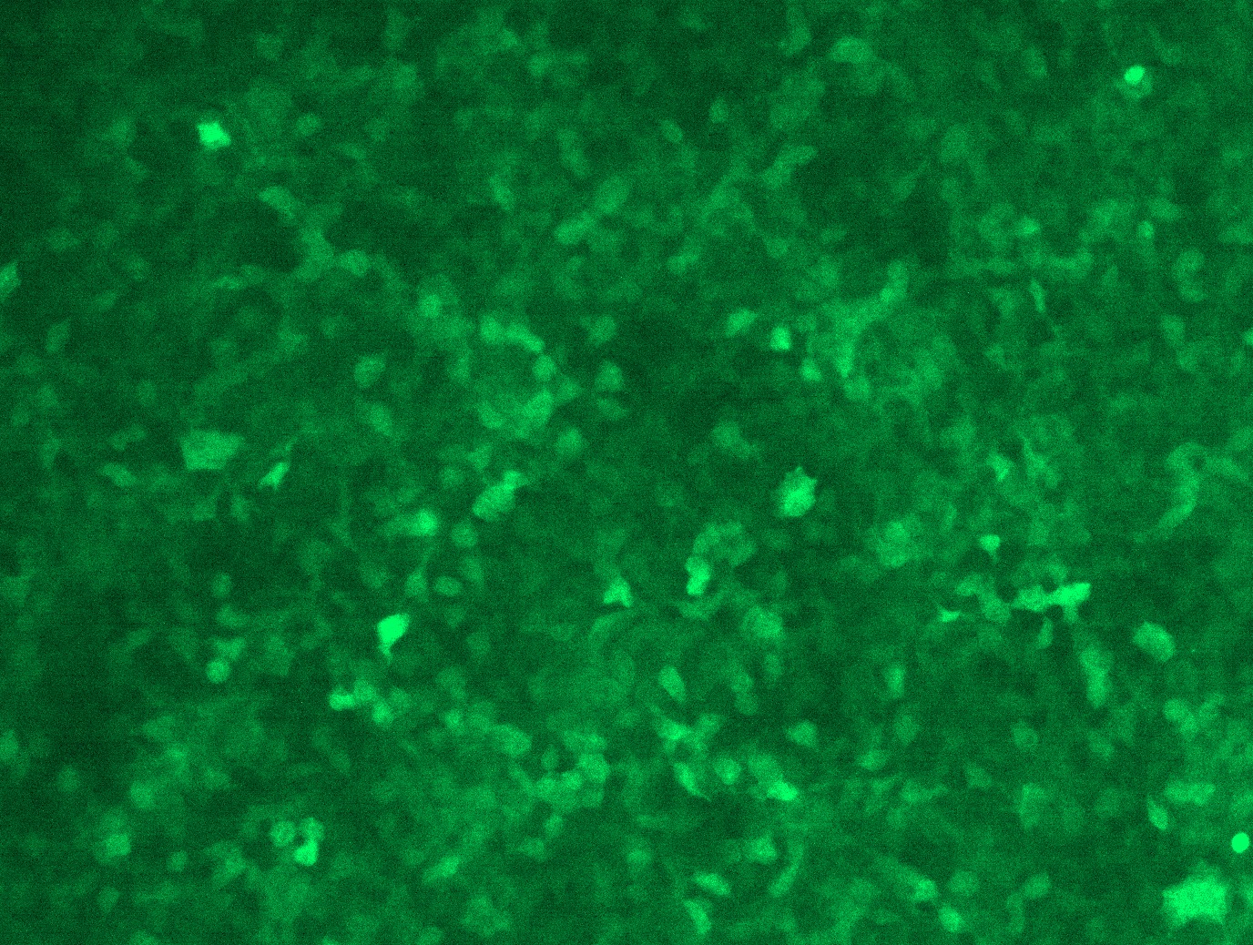 <a href = "https://www.origene.com/catalog/cdna-clones/expression-plasmids/rc210319l3-phd3-egln3-nm-022073-human-tagged-lenti-orf-clone" title="RC210319L3" class="">RC210319L3</a> was used to prepare Lentiviral particles using <a href = "https://www.origene.com/catalog/others/lentiviral-packaging-kits/tr30037-lentiviral-packaging-kits" title="TR30037" class="">TR30037</a> packaging kit. HEK293T cells were transduced with RC210319L3V particle to overexpress human EGLN3-Myc-DDK fusion protein.
