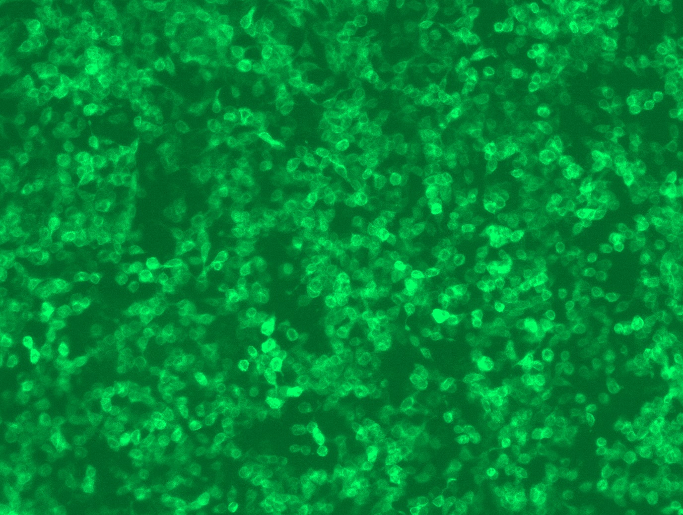 <a href = "https://www.origene.com/catalog/cdna-clones/expression-plasmids/rc210798l3-clec4g-nm-198492-human-tagged-lenti-orf-clone" title="RC210798L3" class="">RC210798L3</a> was used to prepare Lentiviral particles using <a href = "https://www.origene.com/catalog/others/lentiviral-packaging-kits/tr30037-lentiviral-packaging-kits" title="TR30037" class="">TR30037</a> packaging kit. HEK293T cells were transduced with RC210798L3V particle to overexpress human CLEC4G-Myc-DDK fusion protein.