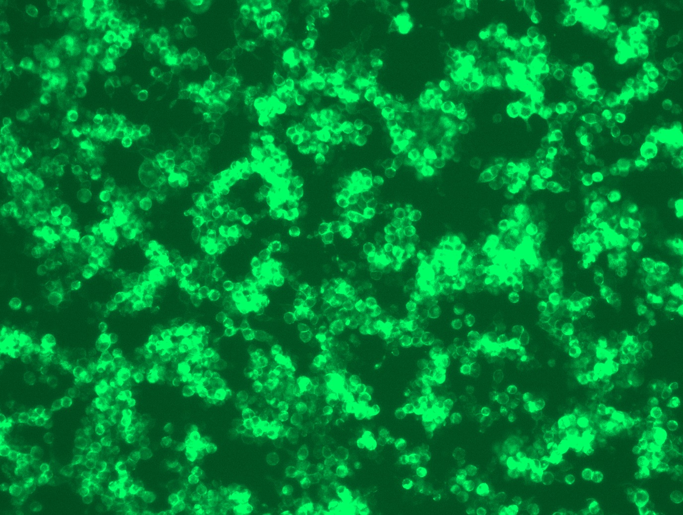 <a href = "https://www.origene.com/catalog/cdna-clones/expression-plasmids/rc211214l2-pvrl1-nectin1-nm-002855-human-tagged-lenti-orf-clone" title="RC211214L2" class="">RC211214L2</a> was used to prepare Lentiviral particles using <a href = "https://www.origene.com/catalog/others/lentiviral-packaging-kits/tr30037-lentiviral-packaging-kits" title="TR30037" class="">TR30037</a> packaging kit. HEK293T cells were transduced with RC211214L2V particle to overexpress human NECTIN1-mGFP fusion protein.