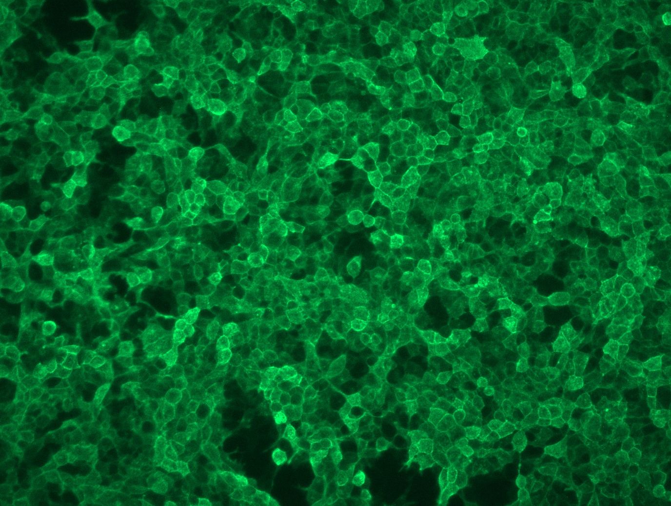 <a href = "https://www.origene.com/catalog/cdna-clones/expression-plasmids/rc212006l3-pigr-nm-002644-human-tagged-lenti-orf-clone" title="RC212006L3" class="">RC212006L3</a> was used to prepare Lentiviral particles using <a href = "https://www.origene.com/catalog/others/lentiviral-packaging-kits/tr30037-lentiviral-packaging-kits" title="TR30037" class="">TR30037</a> packaging kit. HEK293T cells were transduced with RC212006L3V particle to overexpress human PIGR-Myc-DDK fusion protein.