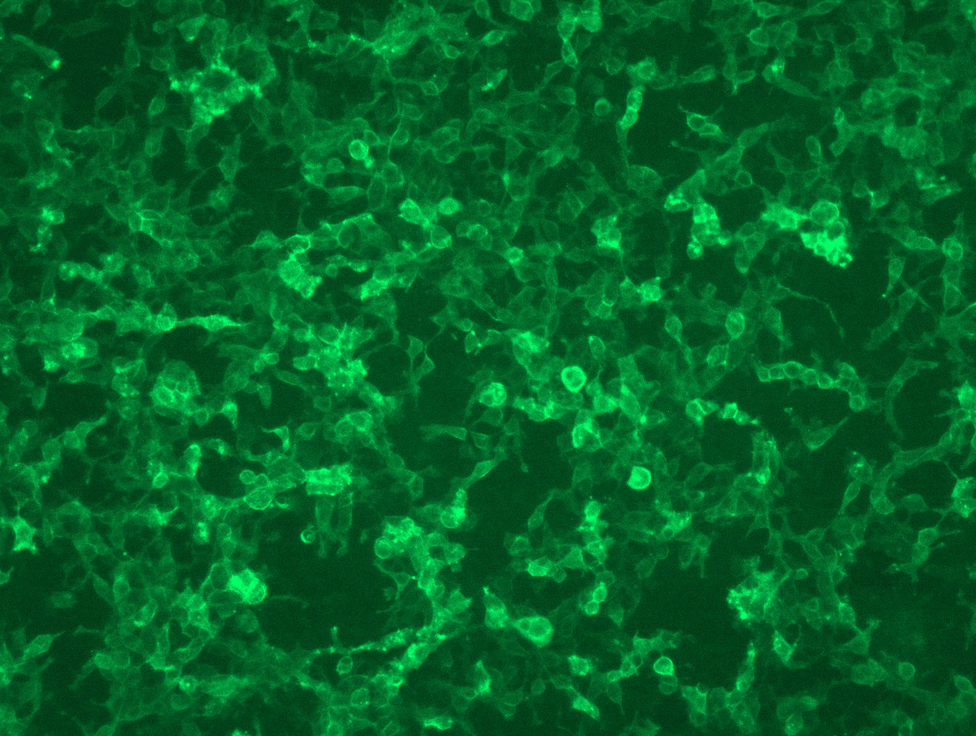 RC212583L3 was used to prepare Lentiviral particles using TR30037 packaging kit. HEK293T cells were transduced with RC212583L3V particle to overexpress human ERBB2-Myc-DDK fusion protein.