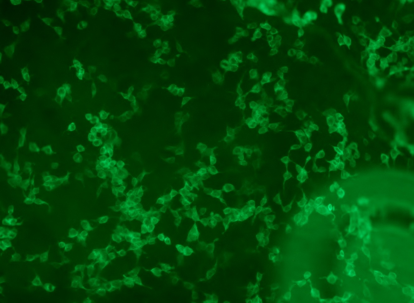 RC213949L3 was used to prepare Lentiviral particles using TR30037 packaging kit. HEK293T cells were transduced with RC213949L3V particle to overexpress human WNT2B-Myc-DDK fusion protein.