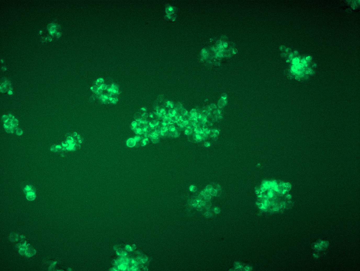 <a href = "https://www.origene.com/catalog/cdna-clones/expression-plasmids/rc215289l4-mertk-nm-006343-human-tagged-lenti-orf-clone" title="RC215289L4" class="">RC215289L4</a> was used to prepare Lentiviral particles using <a href = "https://www.origene.com/catalog/others/lentiviral-packaging-kits/tr30037-lentiviral-packaging-kits" title="TR30037" class="">TR30037</a> packaging kit. HEK293T cells were transduced with RC215289L4V particle to overexpress human MERTK-mGFP fusion protein.