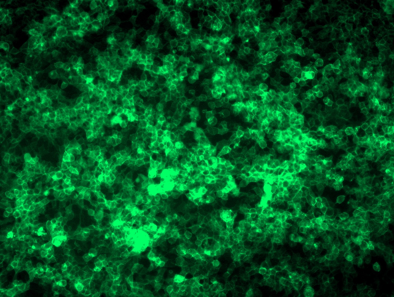RC217941L2 was used to prepare Lentiviral particles using TR30037 packaging kit. HEK293T cells were transduced with RC217941L2V particle to overexpress human CD200-mGFP fusion protein.