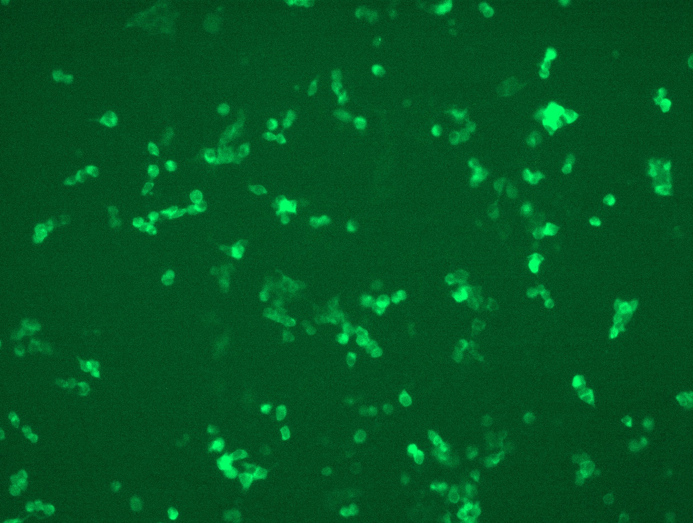 <a href = "https://www.origene.com/catalog/cdna-clones/expression-plasmids/rc222395l4-dgka-nm-001345-human-tagged-lenti-orf-clone" title="RC222395L4" class="">RC222395L4</a> was used to prepare Lentiviral particles using <a href = "https://www.origene.com/catalog/others/lentiviral-packaging-kits/tr30037-lentiviral-packaging-kits" title="TR30037" class="">TR30037</a> packaging kit. HEK293T cells were transduced with RC222395L4V particle to overexpress human DGKA-mGFP fusion protein.