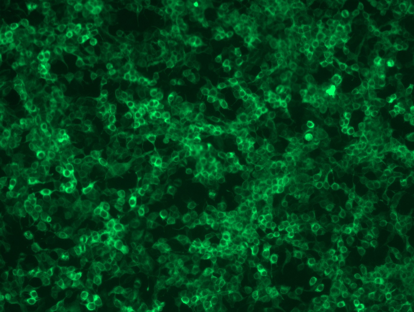 <a href = "https://www.origene.com/catalog/cdna-clones/expression-plasmids/rc223780l3-fads2-nm-004265-human-tagged-lenti-orf-clone" title="RC223780L3" class="">RC223780L3</a> was used to prepare Lentiviral particles using <a href = "https://www.origene.com/catalog/others/lentiviral-packaging-kits/tr30037-lentiviral-packaging-kits" title="TR30037" class="">TR30037</a> packaging kit. HEK293T cells were transduced with RC223780L3V particle to overexpress human FADS2-Myc-DDK fusion protein.