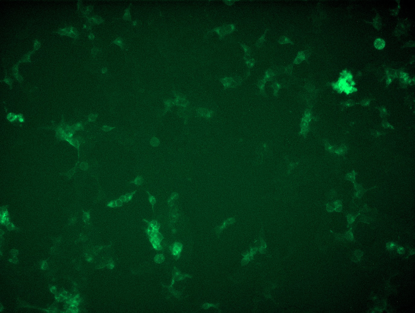 RC225697L2 was used to prepare Lentiviral particles using TR30037 packaging kit. HEK293T cells were transduced with RC225697L2V particle to overexpress human TGFBR1-mGFP fusion protein.