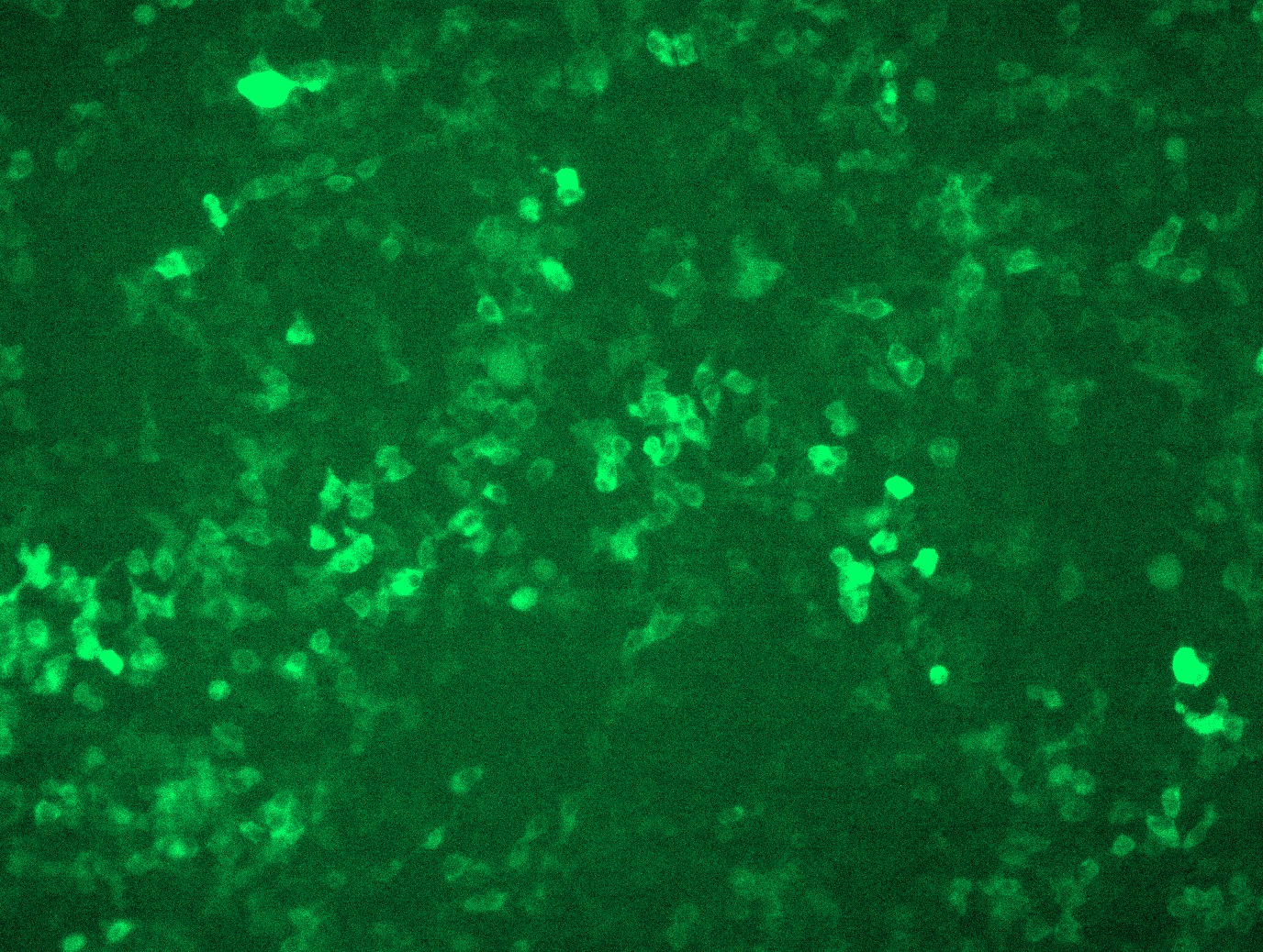 RC226108L4 was used to prepare Lentiviral particles using TR30037 packaging kit. HEK293T cells were transduced with RC226108L4V particle to overexpress human SCIN-mGFP fusion protein.