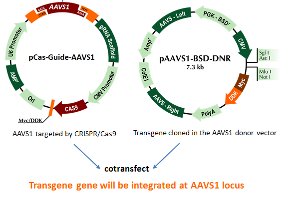 AAVS1 Transgene Knockin kit (BSD)