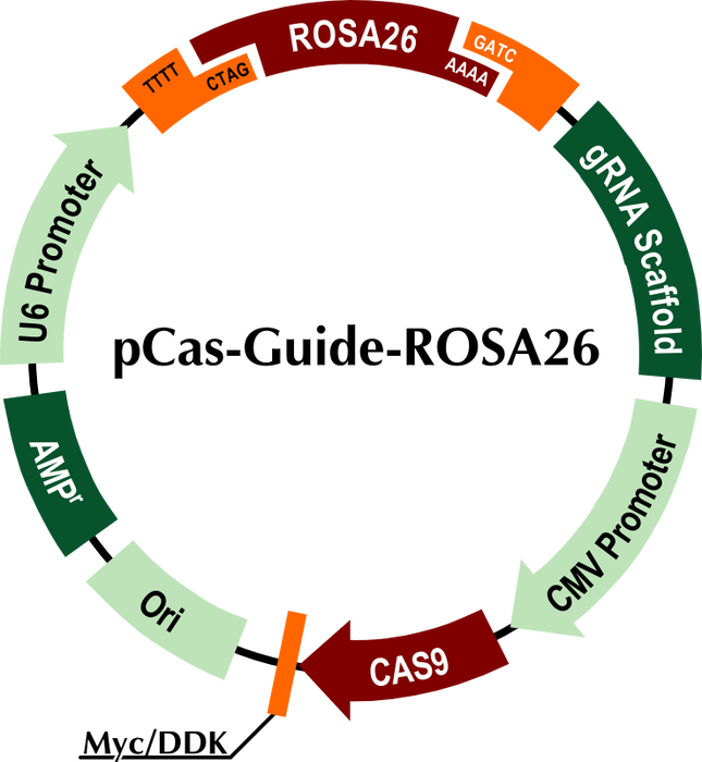 pCasGuideROSA26 OriGene Technologies Inc.