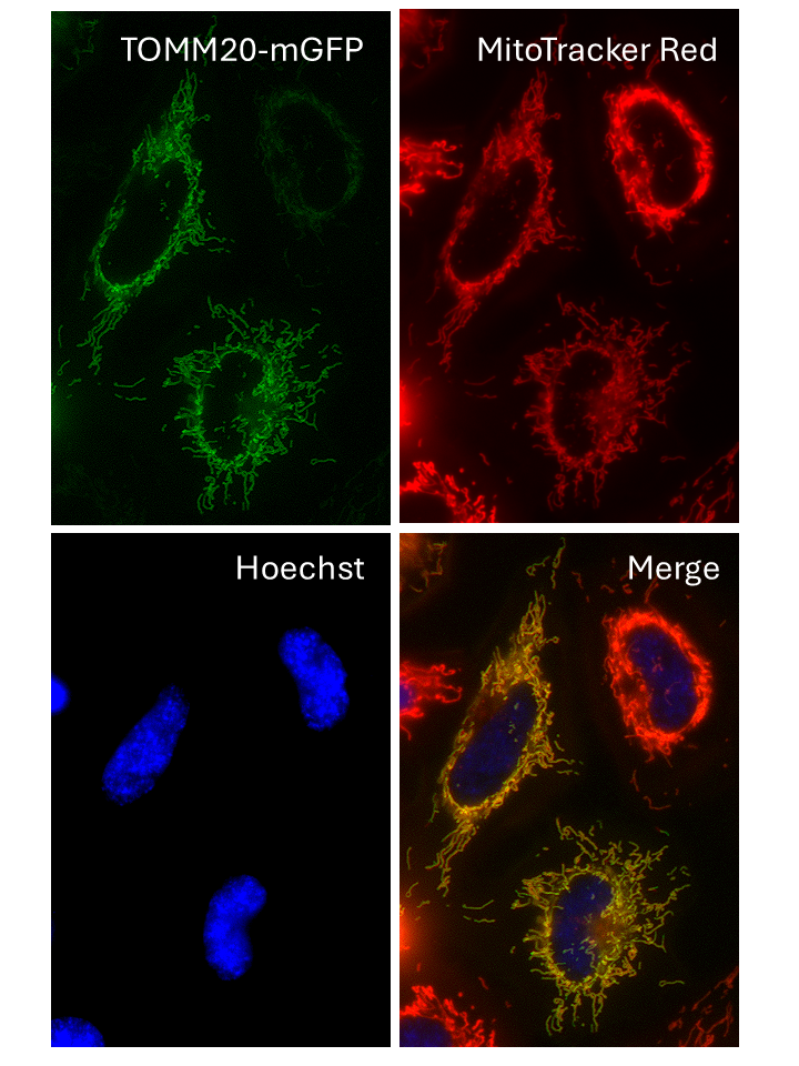 Mito-Glow Stable Cell Line CMV-TOMM20-mGFP