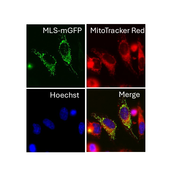 Mito-Glow Stable Cell Line CMV-MLS-mGFP