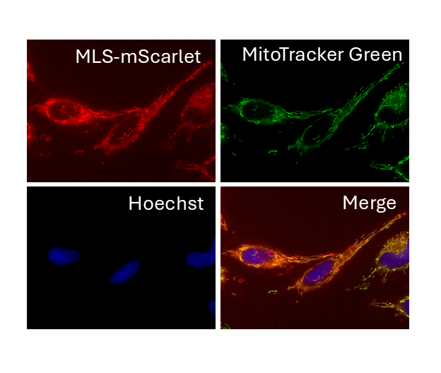 Mito-Glow Stable Cell Line CMV-MLS-mScarlet