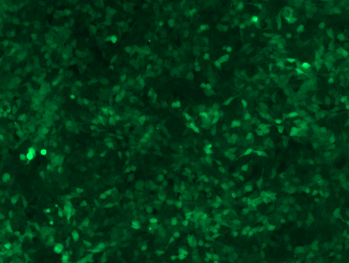 GFP imaging (10x) of HEK293T GFP Stable Cell Lines GFP imaging (10x) of HEK293T GFP Stable Cell Lines
