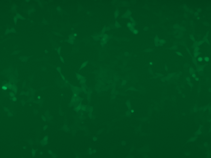 GFP imaging (10x) of Hela GFP Stable Cell Lines GFP imaging (10x) of Hela GFP Stable Cell Lines