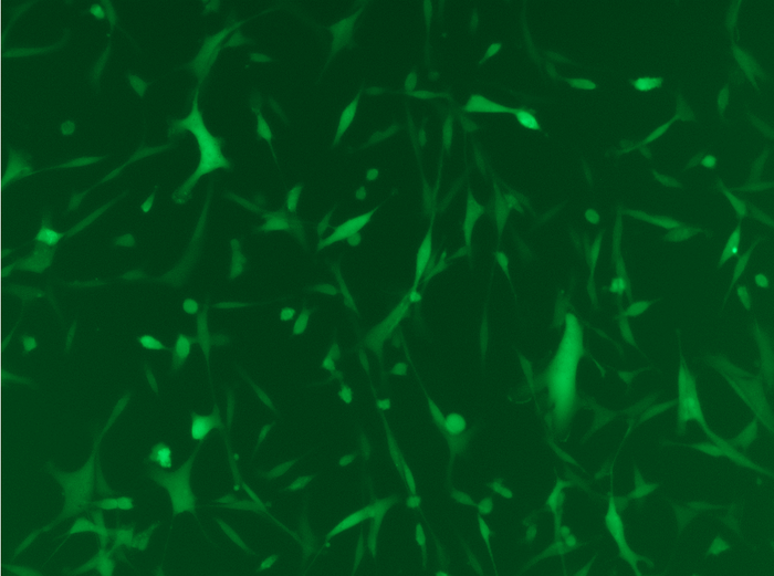 GFP imaging (10x) of MDA-MB-231 GFP Stable Cell Lines GFP imaging (10x) of MDA-MB-231 GFP Stable Cell Lines
