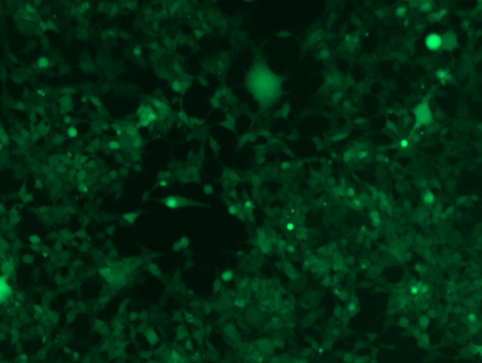 GFP imaging (10x) of HEK293 GFP Stable Cell Lines GFP imaging (10x) of HEK293 GFP Stable Cell Lines