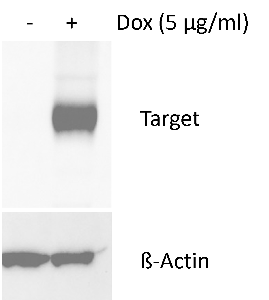 Inducible GPR37 over-expression stable cell line- HEK293T