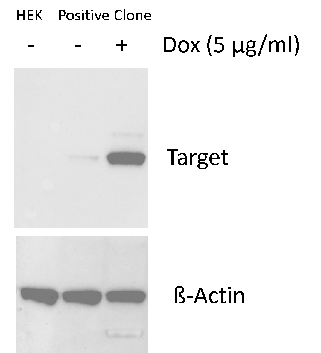 Western blotting analysis of induced RHO-DDK fusion protein in SL500095 stable cells with an anti-DDK antibody.