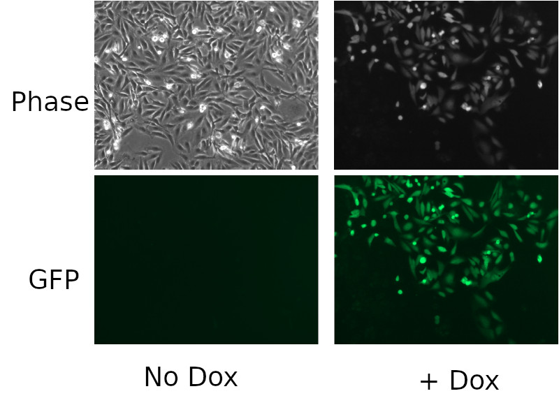 Inducible GFP over-expression stable cell line- MDA-MB-231