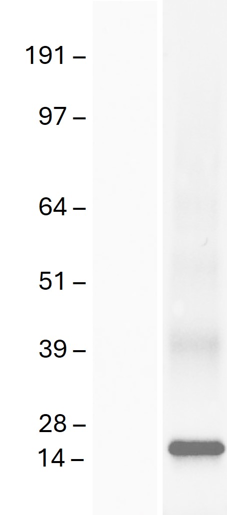 Western blot validation of overexpression lysate (Cat# LY401129) using anti-DDK antibody (Cat# <a href = "https://www.origene.com/catalog/antibodies/tag-antibodies/ta180144-ddk-flag-mouse-monoclonal-antibody-clone-oti11c3" title="TA180144" class="">TA180144</a>). Left: Cell lysates from un-transfected HEK293T cells; Right: Cell lysates from HEK293T cells transfected with <a href = "https://www.origene.com/catalog/cdna-clones/expression-plasmids/rc207122-claudin-5-cldn5-nm-003277-human-tagged-orf-clone" title="RC207122" class="">RC207122</a>  using transfection reagent MegaTran 2.0 (Cat# <a href = "https://www.origene.com/catalog/others/transfection-reagents/tt210002-megatran-20-plasmid-dna-transfection-reagent-05-ml" title="TT210002" class="">TT210002</a>).
