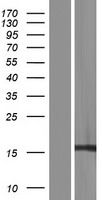 Western blot validation of overexpression lysate (Cat# <a href = "https://www.origene.com/catalog/proteins/over-expression-lysates/ly433763-rps17l-nm-001199057-human-over-expression-lysate" title="LY433763" class="">LY433763</a>) using anti-DDK antibody (Cat# <a href = "https://www.origene.com/catalog/antibodies/tag-antibodies/ta50011-100-clone-oti4c5-anti-ddk-flag-monoclonal-antibody" title="TA50011-100" class="">TA50011-100</a>). Left: Cell lysates from un-transfected HEK293T cells; Right: Cell lysates from HEK293T cells transfected with <a href = "https://www.origene.com/catalog/cdna-clones/expression-plasmids/rc230764-rps17l-nm-001199057-human-tagged-orf-clone" title="RC230764" class="">RC230764</a> using transfection reagent MegaTran 2.0 (Cat# <a href = "https://www.origene.com/catalog/others/transfection-reagents/tt210002-megatran-20-plasmid-dna-transfection-reagent-05-ml" title="TT210002" class="">TT210002</a>).