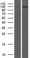 Western blot validation of overexpression lysate (Cat# LY411086) using anti-DDK antibody (Cat# <a href = "https://www.origene.com/catalog/antibodies/tag-antibodies/ta50011-100-clone-oti4c5-anti-ddk-flag-monoclonal-antibody" title="TA50011-100" class="">TA50011-100</a>). Left: Cell lysates from un-transfected HEK293T cells; Right: Cell lysates from HEK293T cells transfected with <a href = "https://www.origene.com/catalog/cdna-clones/expression-plasmids/rc210506-multimerin-2-mmrn2-nm-024756-human-tagged-orf-clone" title="RC210506" class="">RC210506</a> using transfection reagent MegaTran 2.0 (Cat# <a href = "https://www.origene.com/catalog/others/transfection-reagents/tt210002-megatran-20-plasmid-dna-transfection-reagent-05-ml" title="TT210002" class="">TT210002</a>).
