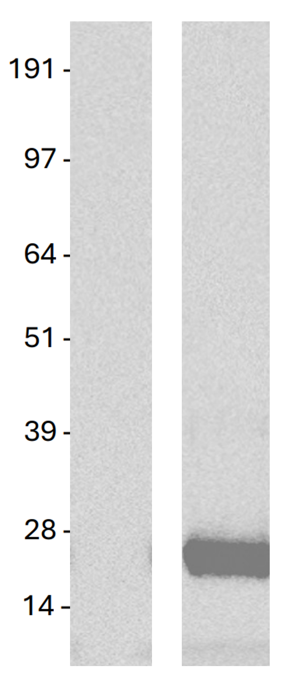 KRAS (G12C) Mutant Human Over-expression Lysate