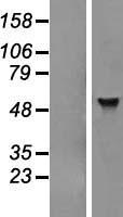 Western blot validation of overexpression lysate (Cat# LY415994) using anti-DDK antibody (Cat# TA50011-100). Left: Cell lysates from un-transfected HEK293T cells; Right: Cell lysates from HEK293T cells transfected with RC201044 using transfection reagent MegaTran 2.0 (Cat# TT210002).