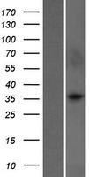 Western blot validation of overexpression lysate (Cat# LY412781) using anti-DDK antibody (Cat# TA50011-100). Left: Cell lysates from un-transfected HEK293T cells; Right: Cell lysates from HEK293T cells transfected with RC208114 using transfection reagent MegaTran 2.0 (Cat# TT210002).