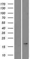 Western blot validation of overexpression lysate (Cat# LY414590) using anti-DDK antibody (Cat# TA50011-100). Left: Cell lysates from un-transfected HEK293T cells; Right: Cell lysates from HEK293T cells transfected with RC221307 using transfection reagent MegaTran 2.0 (Cat# TT210002).