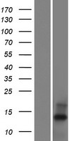 Western blot validation of overexpression lysate (Cat# LY425273) using anti-DDK antibody (Cat# TA50011-100). Left: Cell lysates from un-transfected HEK293T cells; Right: Cell lysates from HEK293T cells transfected with RC225065 using transfection reagent MegaTran 2.0 (Cat# TT210002).