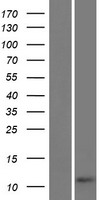 Western blot validation of overexpression lysate (Cat# LY426137) using anti-DDK antibody (Cat# TA50011-100). Left: Cell lysates from un-transfected HEK293T cells; Right: Cell lysates from HEK293T cells transfected with RC225018 using transfection reagent MegaTran 2.0 (Cat# TT210002).