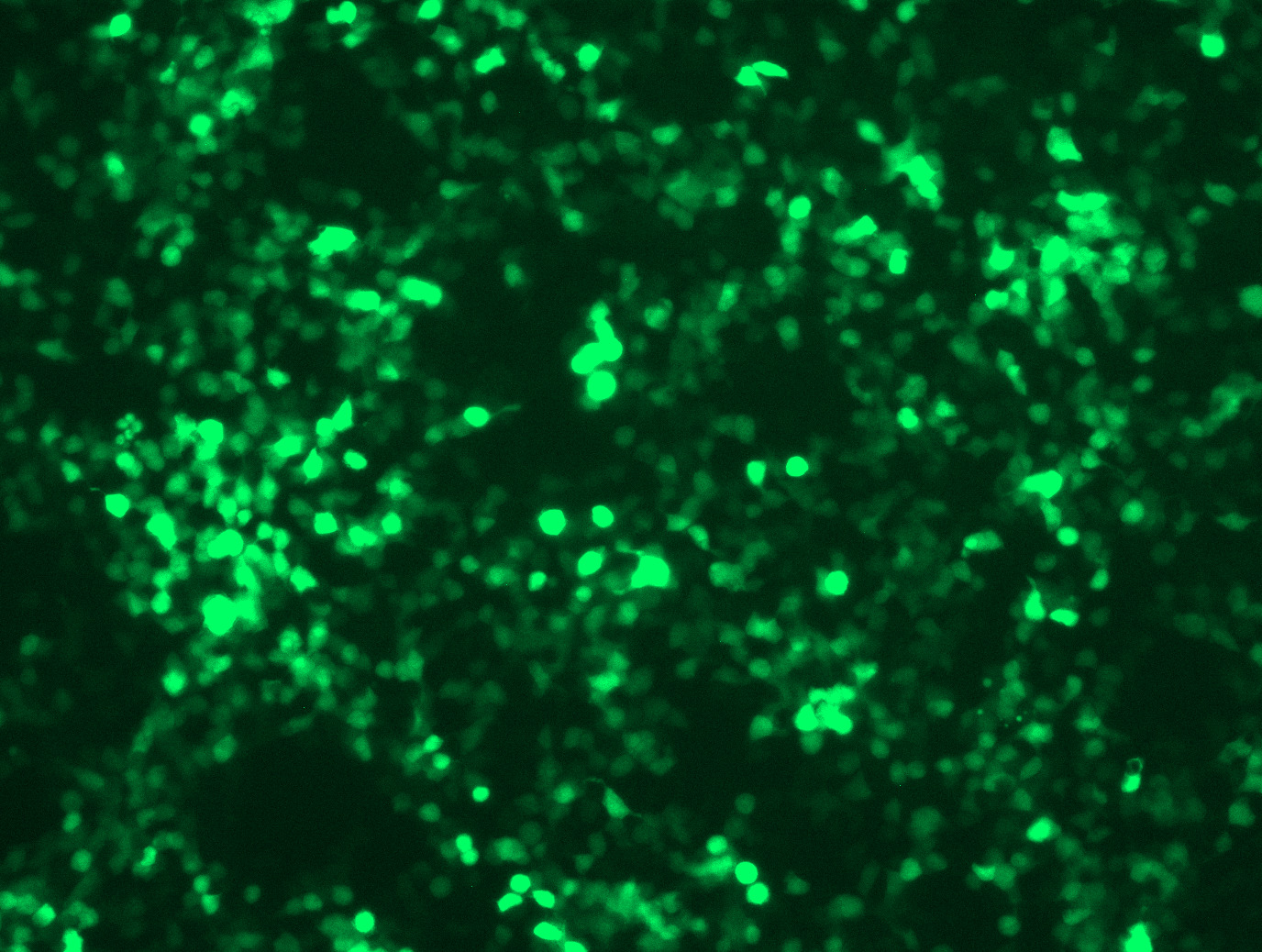 AAV11-CMV-GFP Control Particle