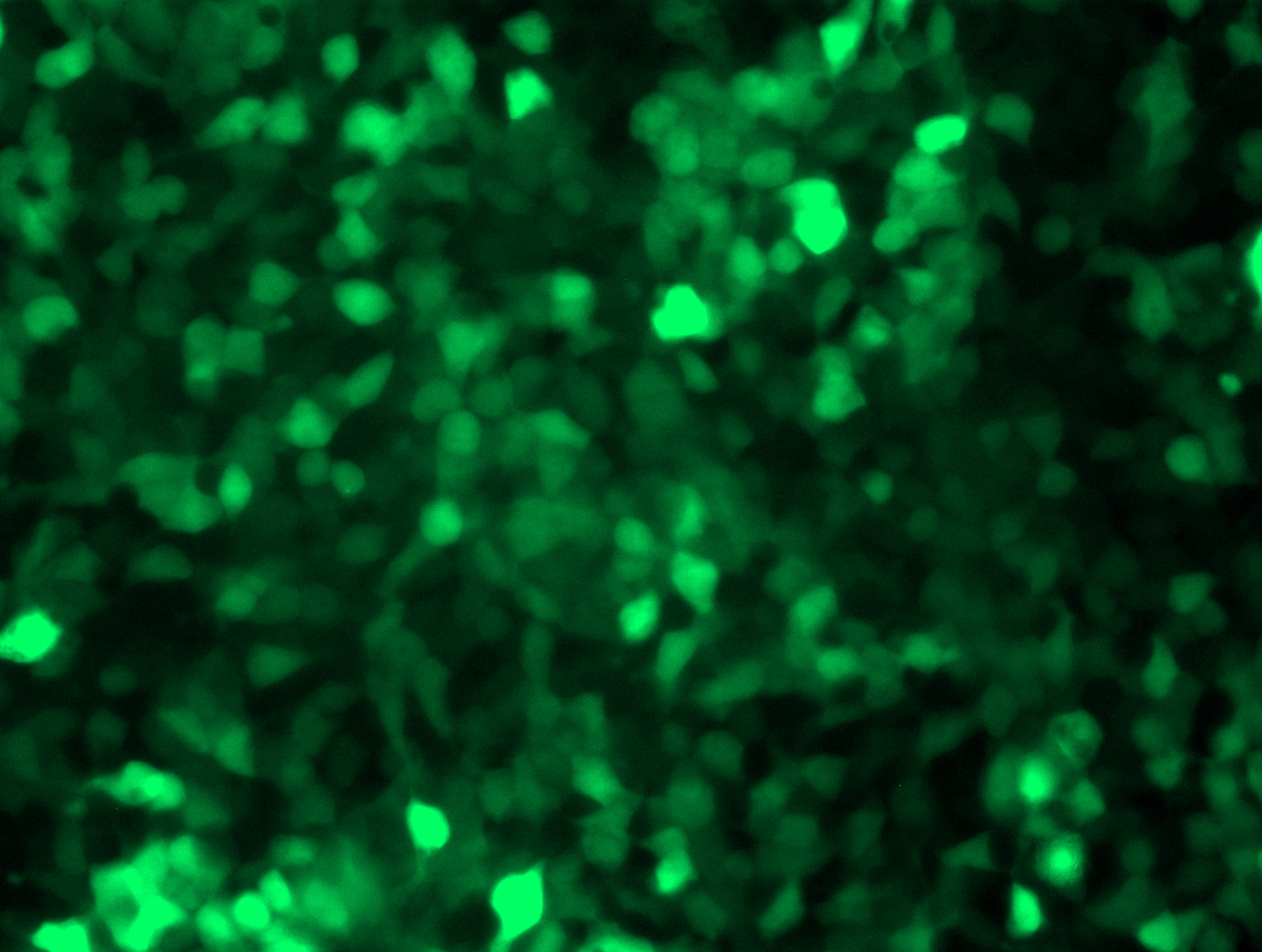 AAV.CAP-B10-CMV-GFP Control Particle