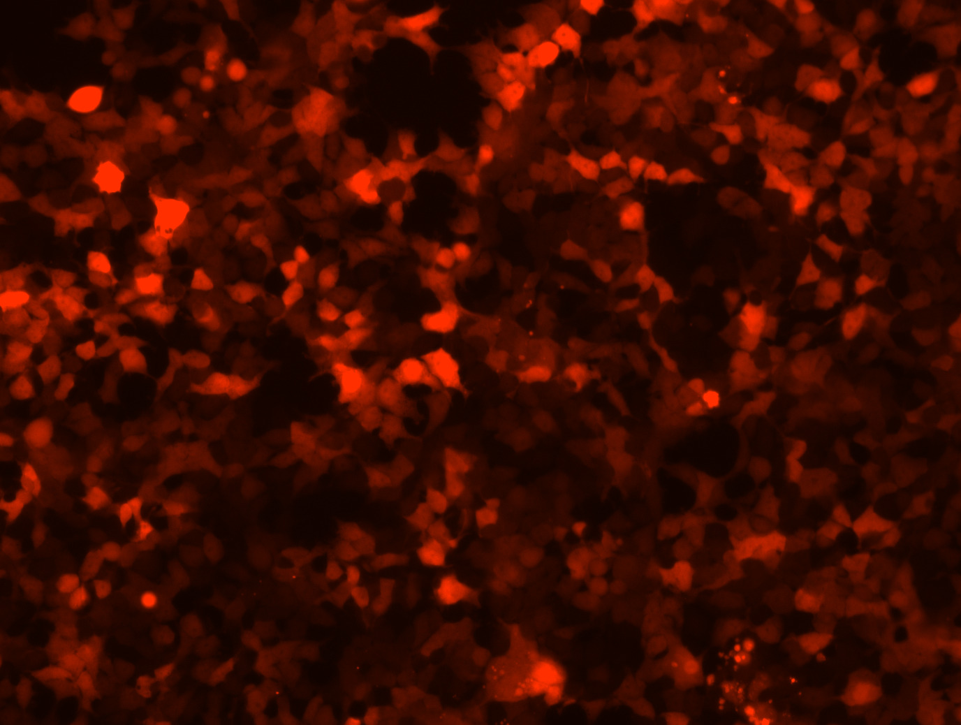 Lentiviral Control Particles