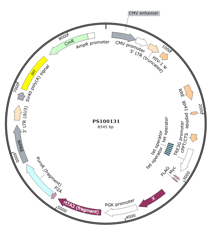Lentiviral Control Particles