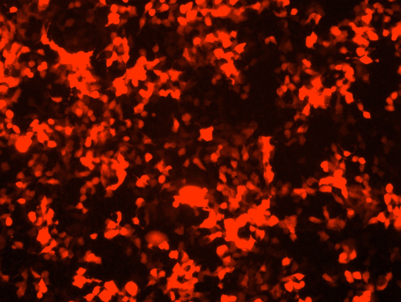 Lentiviral Control Particles