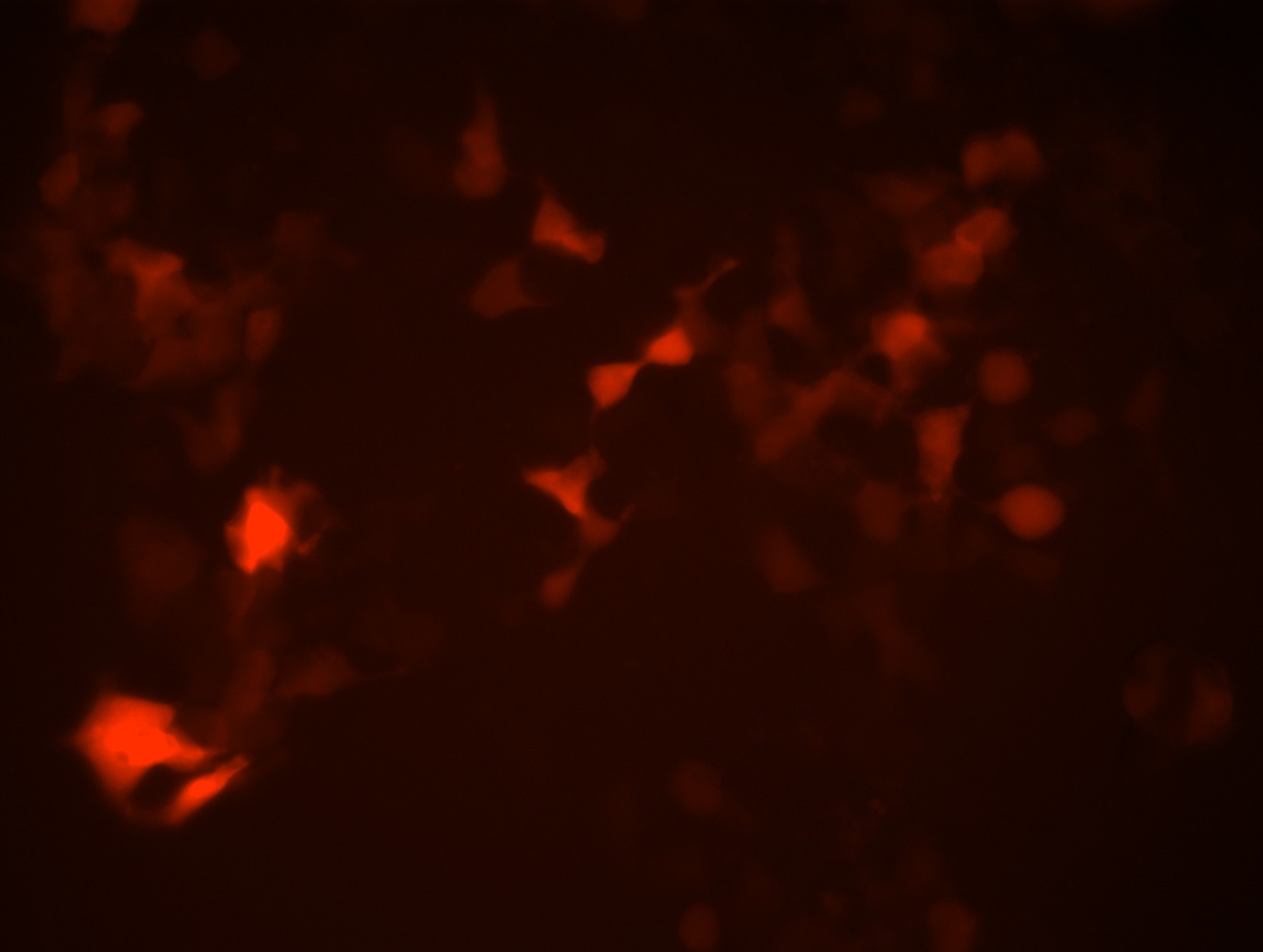 Lentiviral Control Particles