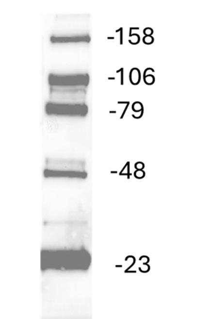 Western Blot Image: 2.5ul pre-mixed molecular weight marker (MWM1001) was loaded onto the precast gel. Western blot analysis was performed with anti-DDK antibody (Cat# TA50011-100) at 1:2,000 dilution.
