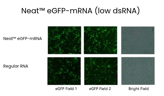 Neat™ eGFP-mRNA (low dsRNA)