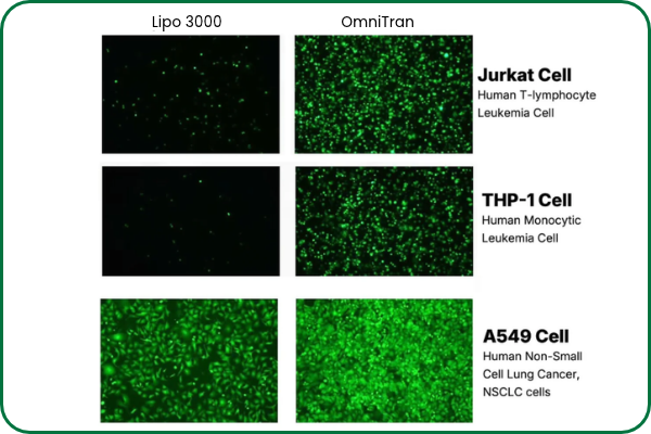 OmniTran Transfection Reagent