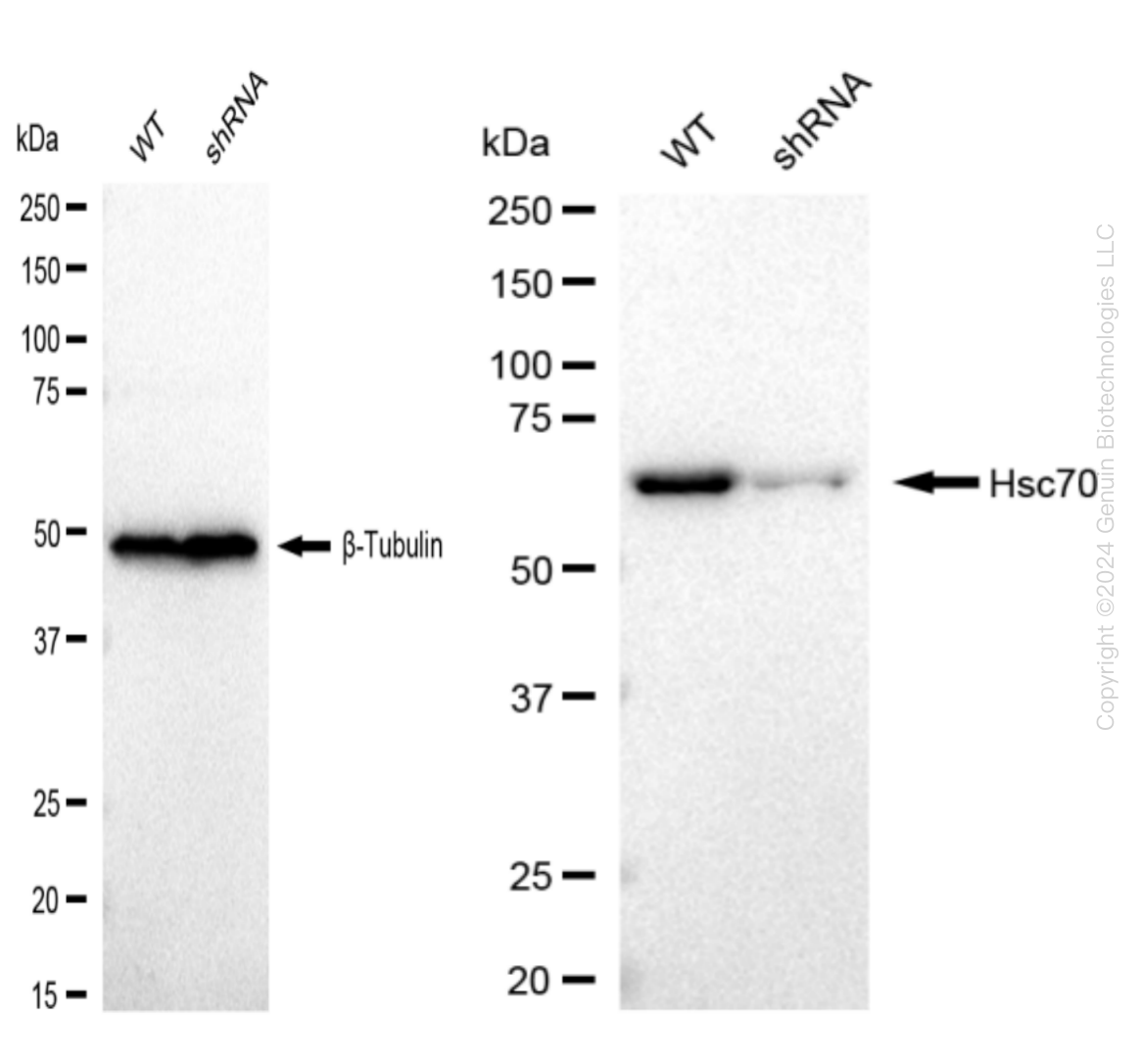 Hsc70 (HSPA8) Human Knockdown Lysate