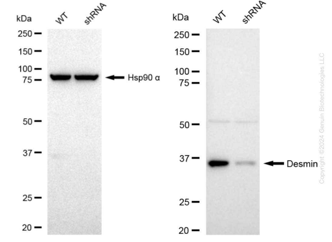 Desmin (DES) Mouse Knockdown Lysate